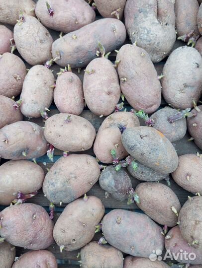 Продам картофель