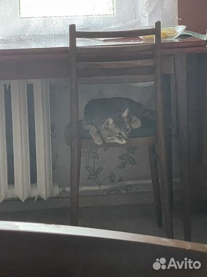 Кот отдам бесплатно