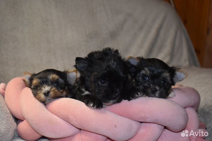 Щенки йорка беби фейс мини