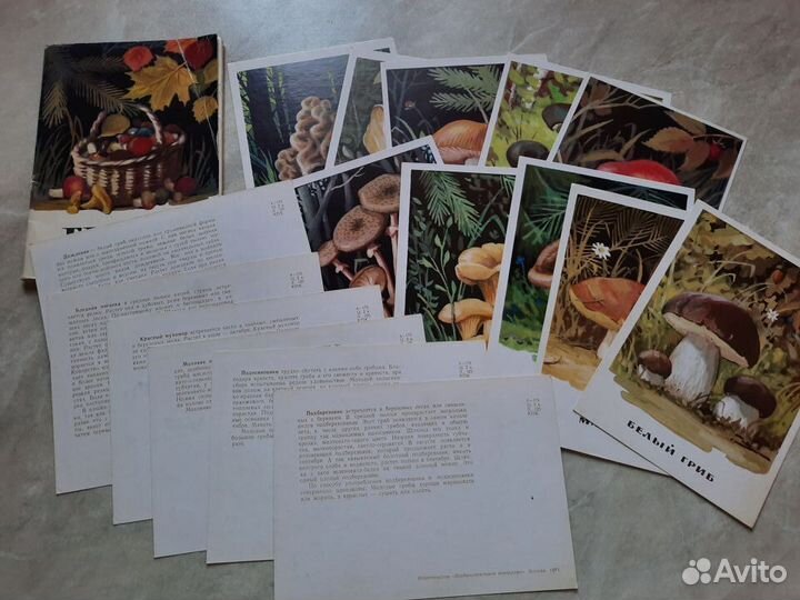 Набор открыток о грибах