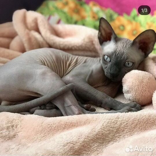 Вязка канадский сфинкс