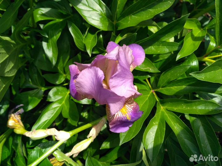 Гортензия, ирисы