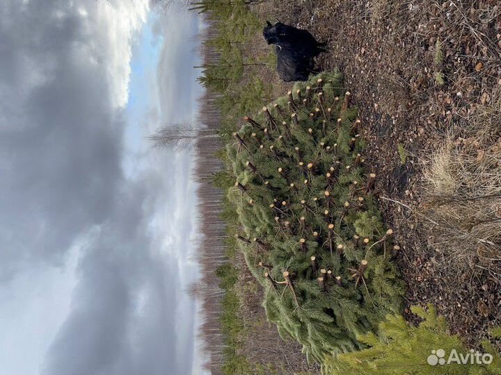 Сосна Новогодняя