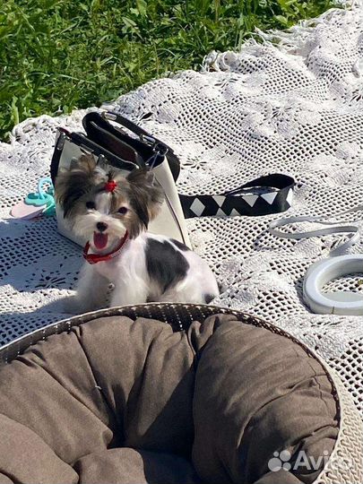 Маленькая девочка бивер йорк