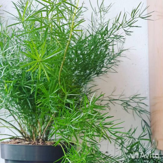 Аспарагус. Комнатное растение