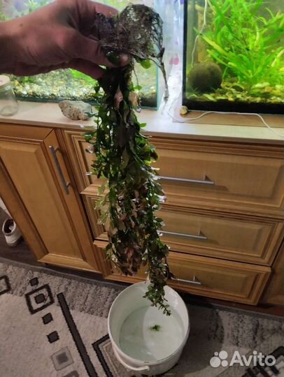 Водоросли для аквариума