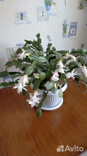 Декабрист Шлюмбергера, белый