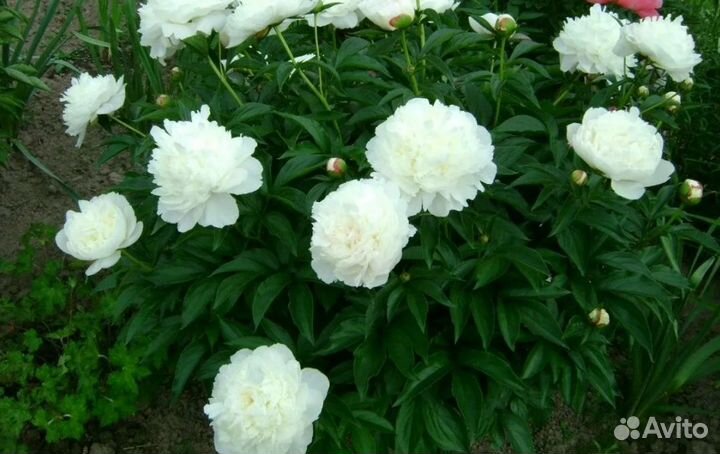 Пионы саженцы