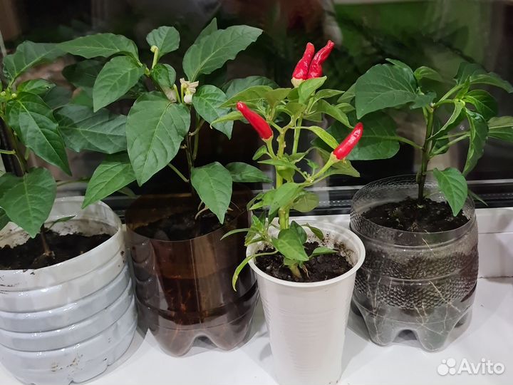 Перец острый комнатный Филиус Блю