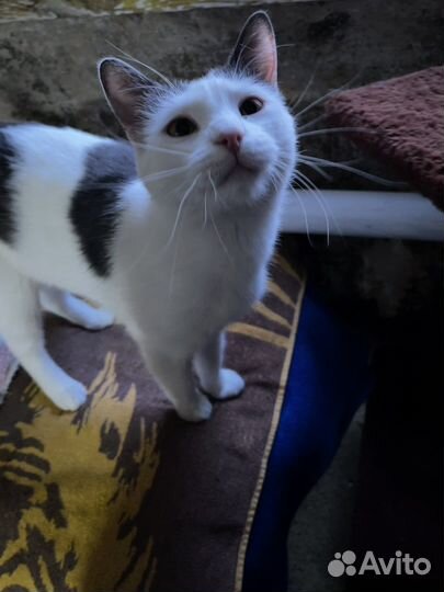 Кошки в добрые руки