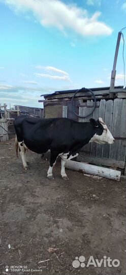 Продаю коров