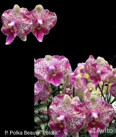 Орхидея фаленопсис пелорик Polka Beauty peloric