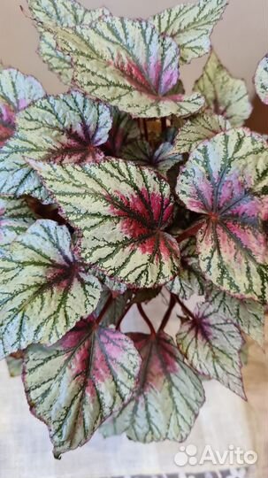 Бегонии королевские декоративно лиственные