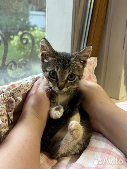 Спасенный котенок в добрые руки