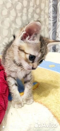 Котик в добрые руки