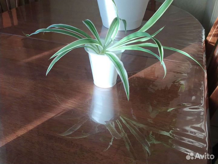 Хлорофитум отросток комнатного цветка хлорофитума