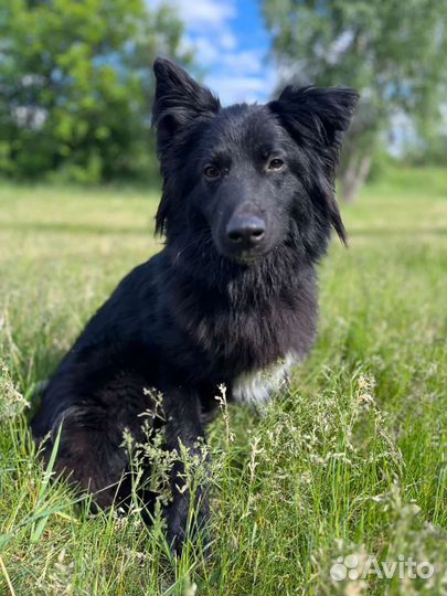 Шикарный пес Пушкин ищет дом