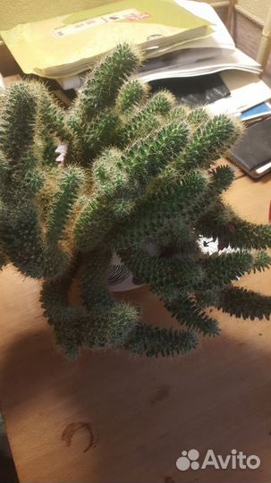 Кактусы и суккуленты
