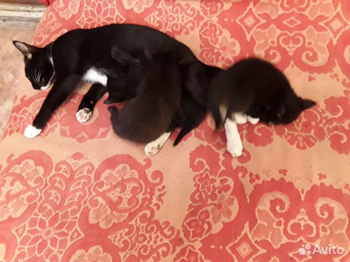 Котята в добрые руки бесплатно