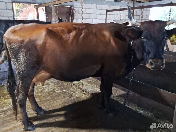 Корова дойная