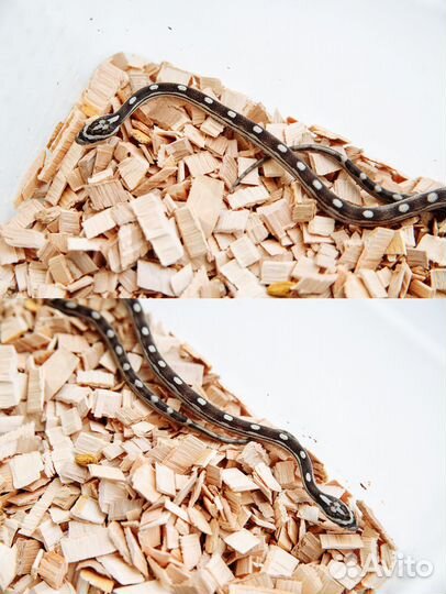 Змея маисовый полоз