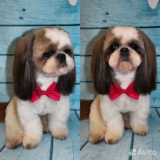 Стрижка собак