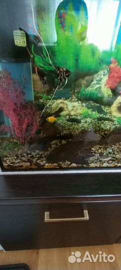Аквариум,тумба, полный комплект