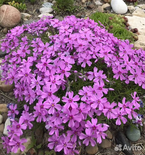 Флокс шиловидный розовый