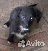 Собачка и щенки