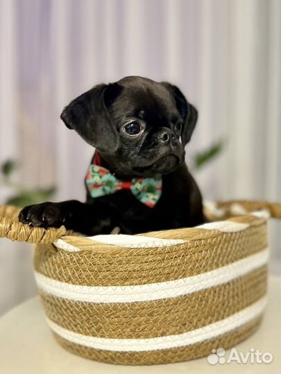 Малый брабансон