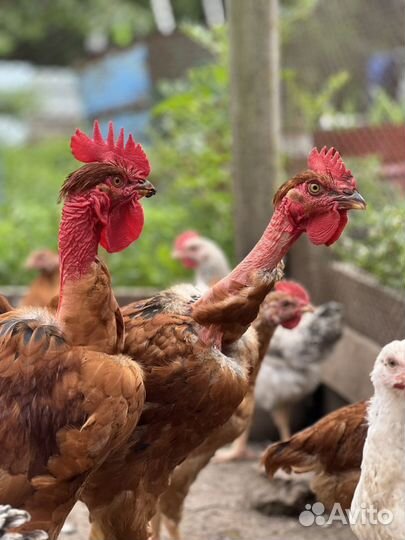 Молодые петухи