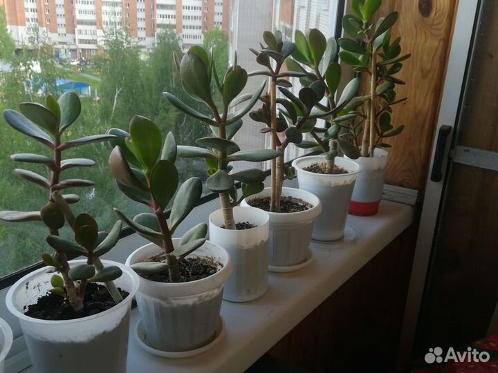 Денежное дерево