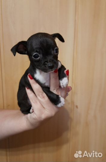 Щенки чихуахуа мини