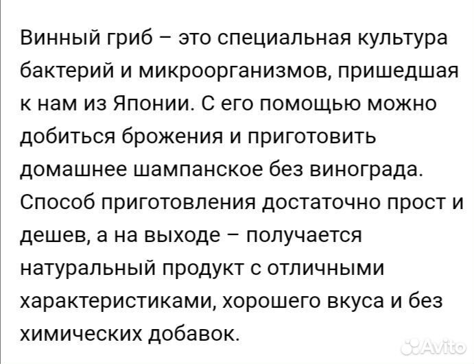 Винный гриб