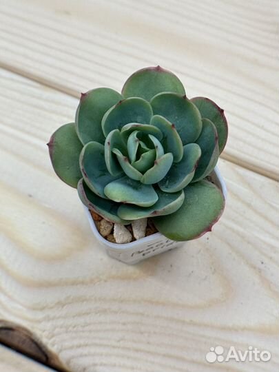 Суккуленты 3