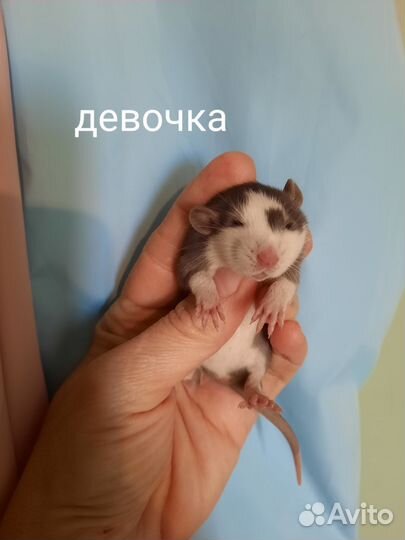 Крыса, крысята Хаски, Дамбо