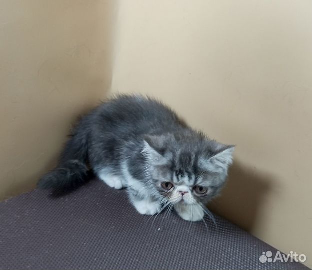 Котик Экзотик, 3 мес