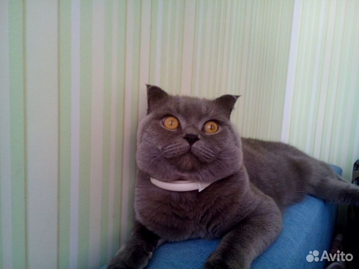 Вязка с британцем