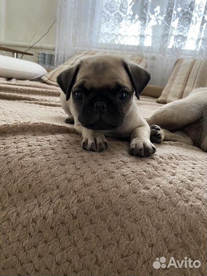 Щенки мопса