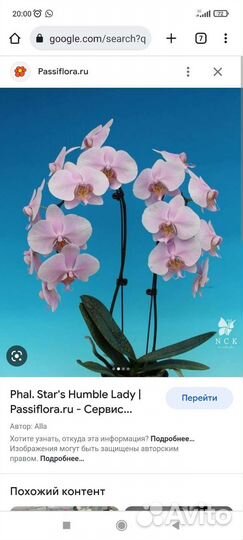 Орхидея Азия, Stars Humble Lady