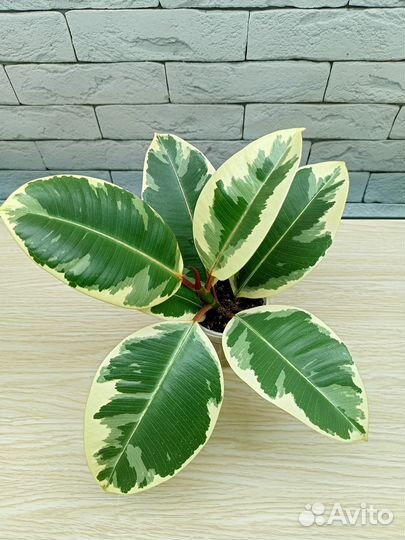 Фикус эластика Тинеке