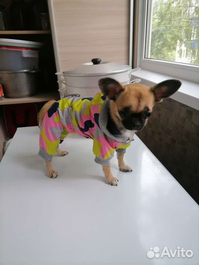 Одежда для мини собак
