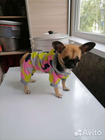 Одежда для мини собак