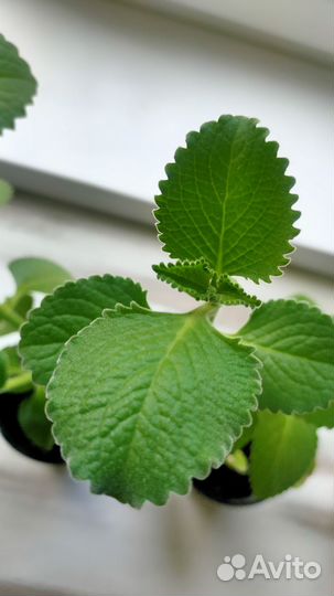 Мята съедобная