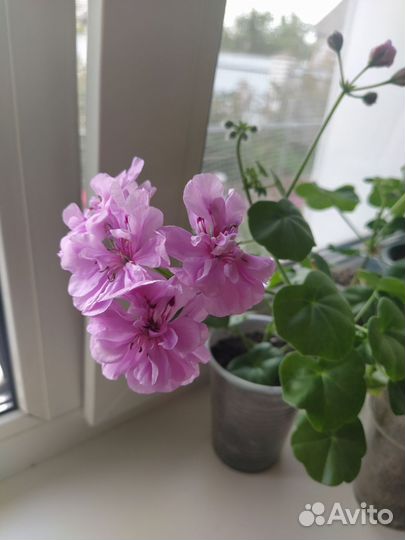 Герань пеларгония плющелистная ампельная