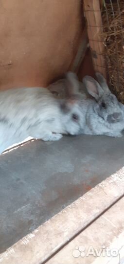 Мясо кролика под заказ