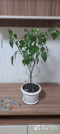 Куст острого перца Задира Халапеньо