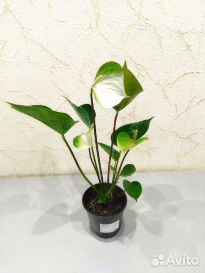 Антуриум Адиос Спринг