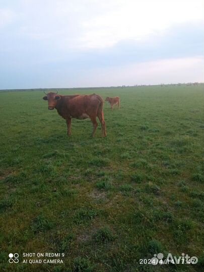 Коровы с телятами