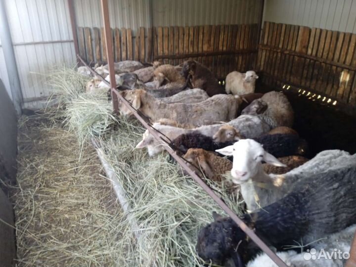 Овцы бараны ягнята